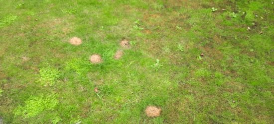 Unhealthy lawn with weeds, moss & bare patches