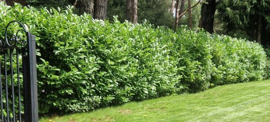 Laurel Hedge before trimming