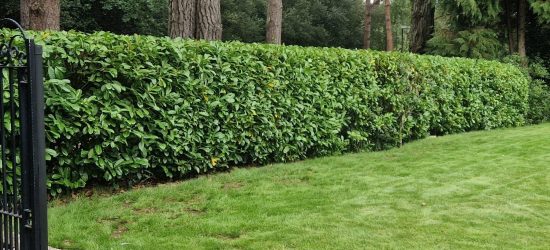 Neatly Trimmed Laurel Hedge